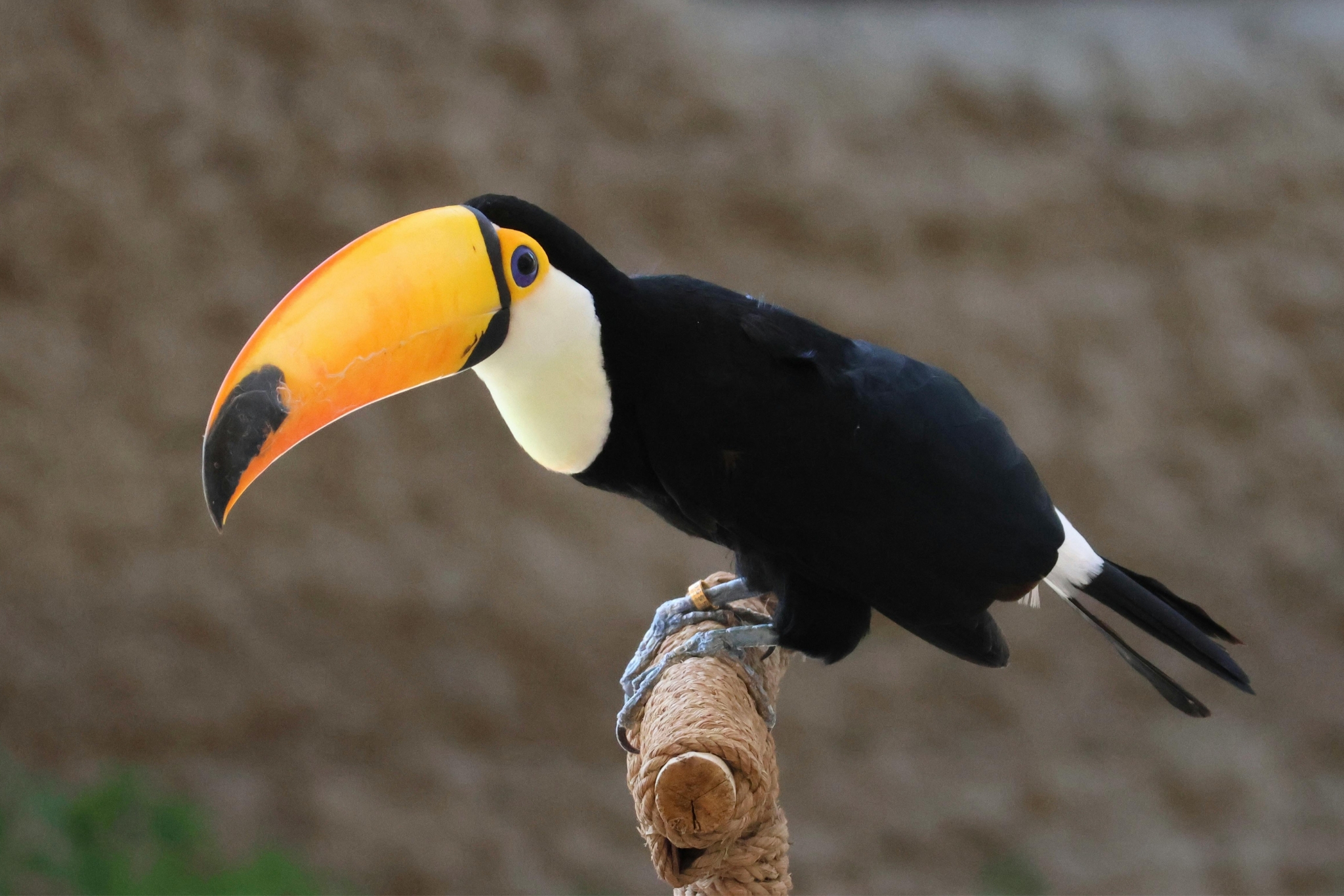 Pet Toucan Diet Tips: What to Feed Your Toucan for a Long, Healthy Life