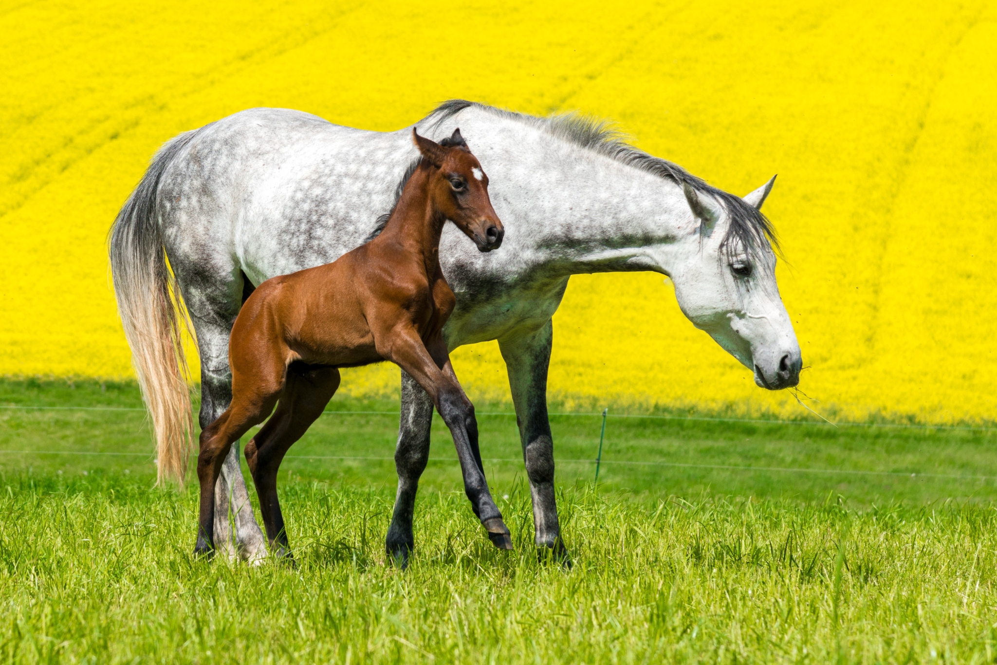Buying a Show Jumping Foal: What to Look For Before You Buy