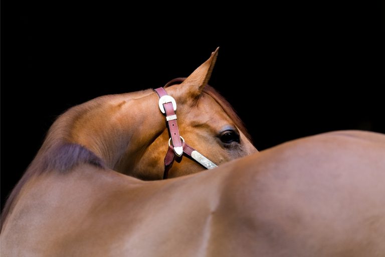 Reining Horse Fitness Tips: Build Better Strength, Stamina & Sliding Stops