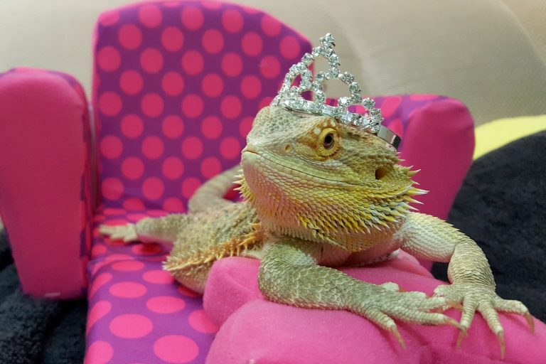 15 Fun Bearded Dragon Enrichment Ideas Your Scaly BFF Will Absolutely Love