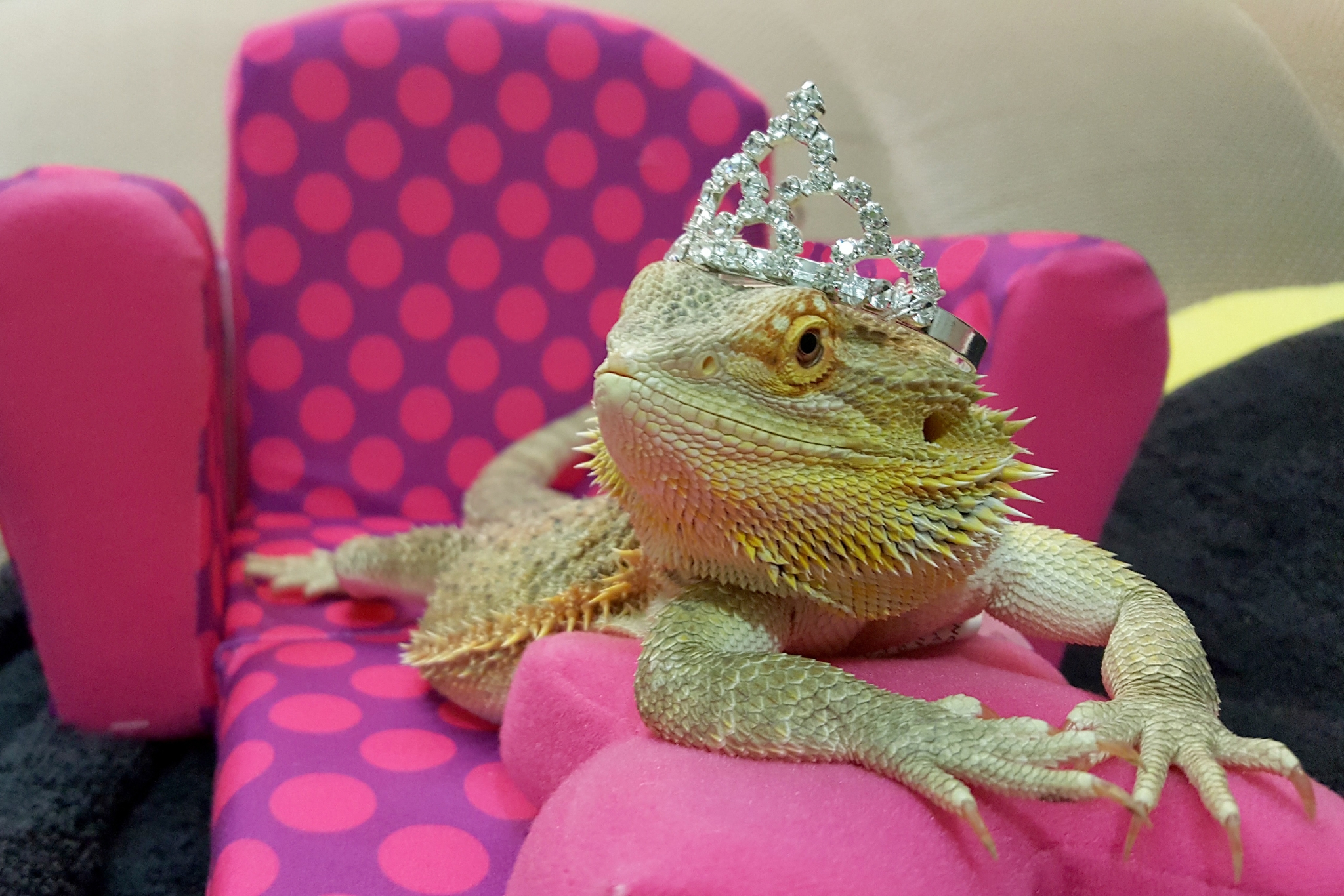 15 Fun Bearded Dragon Enrichment Ideas Your Scaly BFF Will Absolutely Love