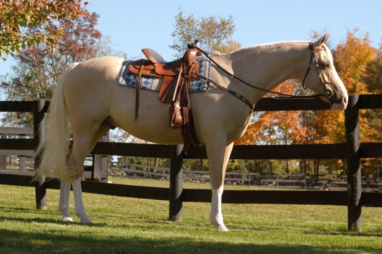 AQHA Ranch Events Explained: Your Ultimate Beginner's Guide to the Hottest Trend in Horse Shows