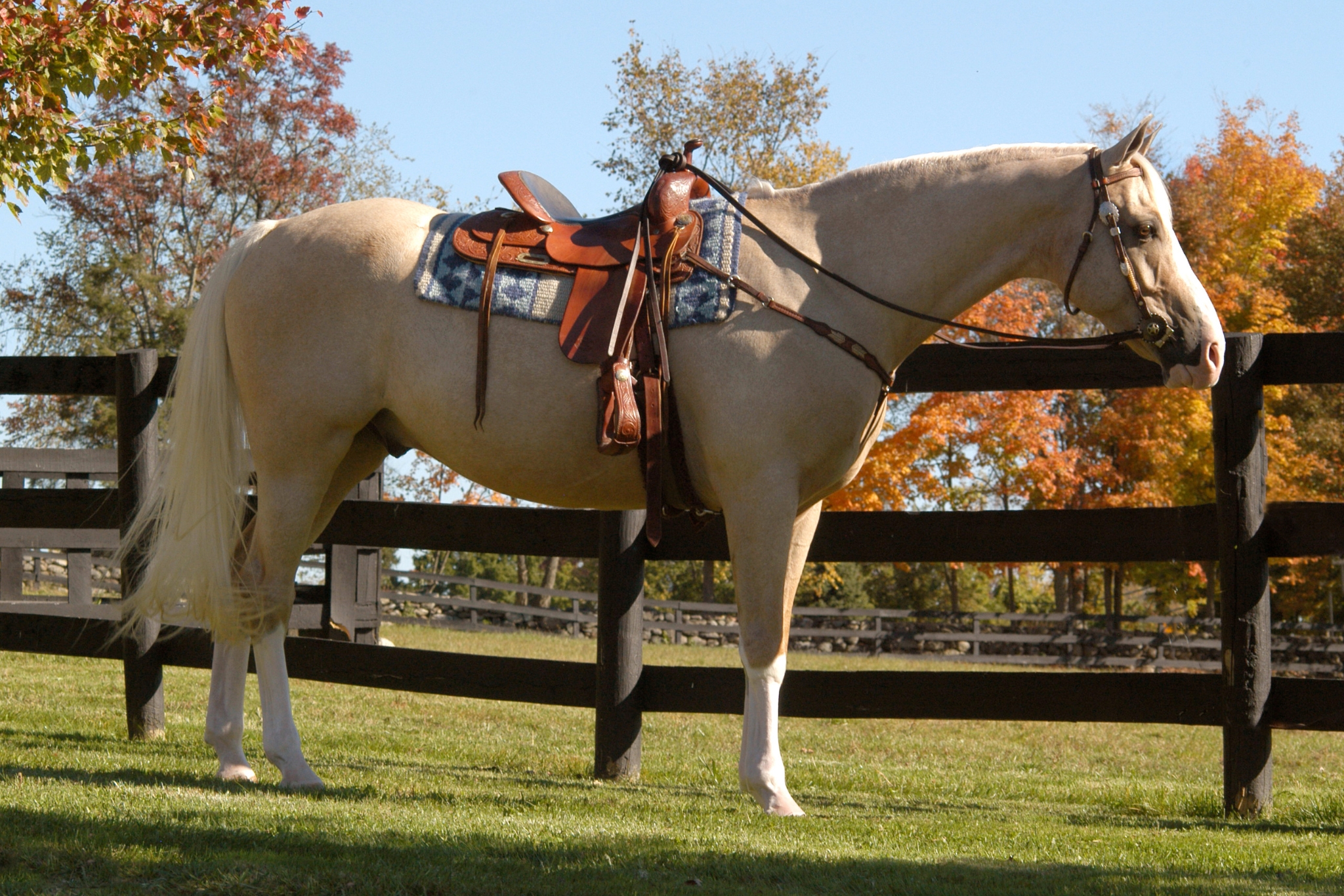 AQHA Ranch Events Explained: Your Ultimate Beginner's Guide to the Hottest Trend in Horse Shows