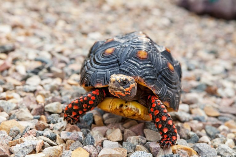 Sun, Grass & Good Vibes: Outdoor Time Tips for Pet Tortoises