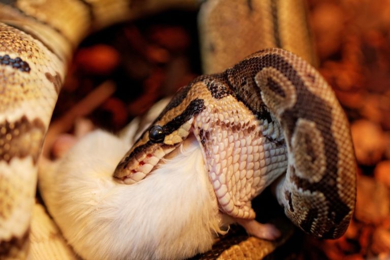 Do Ball Pythons Need Calcium Supplements? Here's What Every Owner Should Know