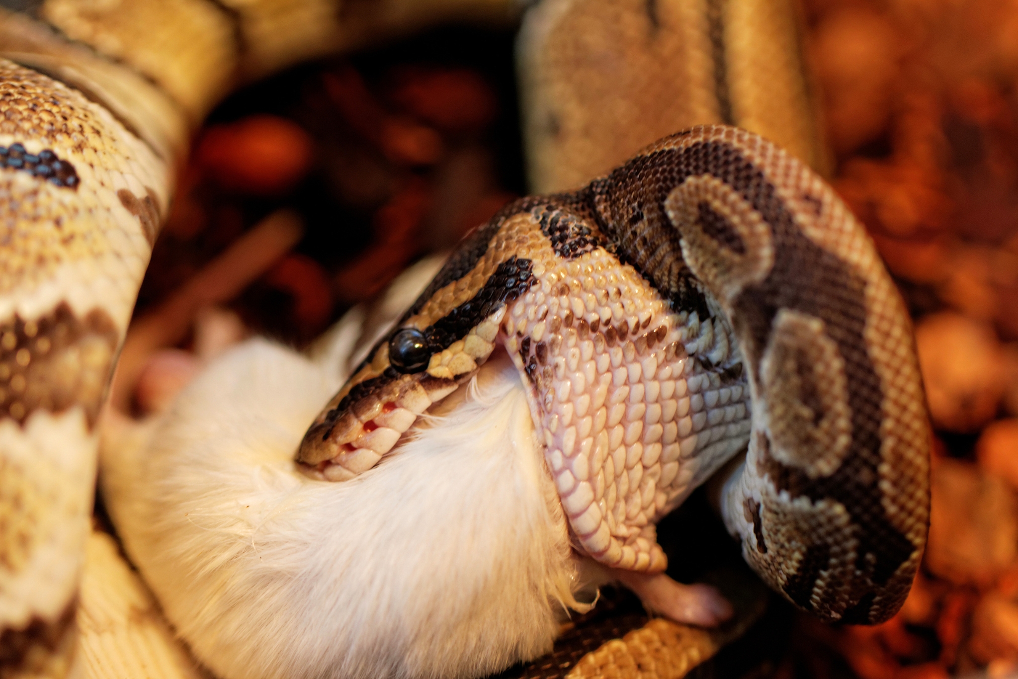 Do Ball Pythons Need Calcium Supplements? Here's What Every Owner Should Know