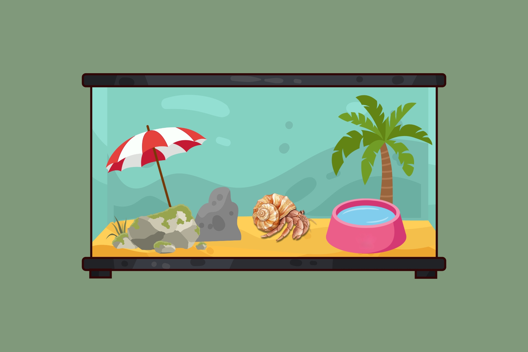 12 Hermit Crab Care Tips Every Owner Needs to Know (Backed by Expert Research)
