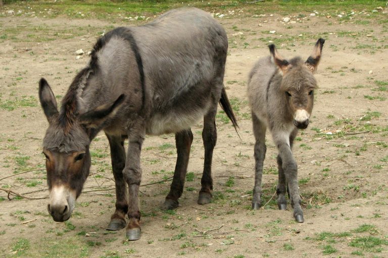 Happy Hooves: The Ultimate Mini Donkey Hoof Care Guide Every Owner Needs