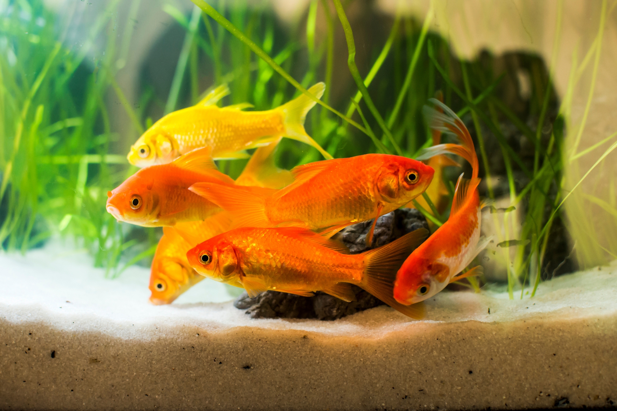 5 Goldfish Myths You Totally Believed (But Are So Not True!)