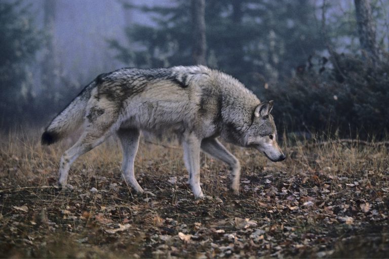 Montana Wildlife Guide: 15 Amazing Animals You Can Actually See in Big Sky Country