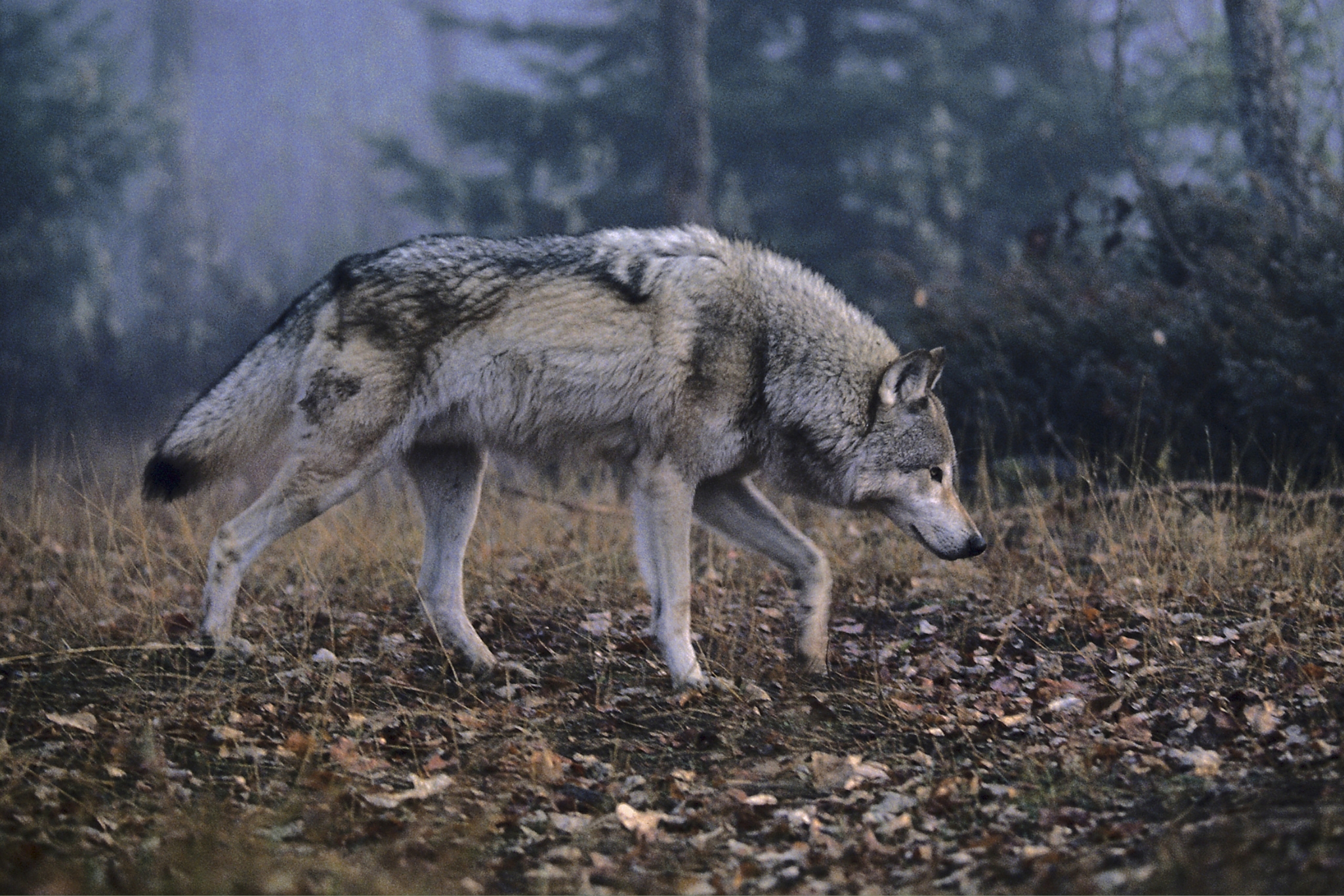Montana Wildlife Guide: 15 Amazing Animals You Can Actually See in Big Sky Country