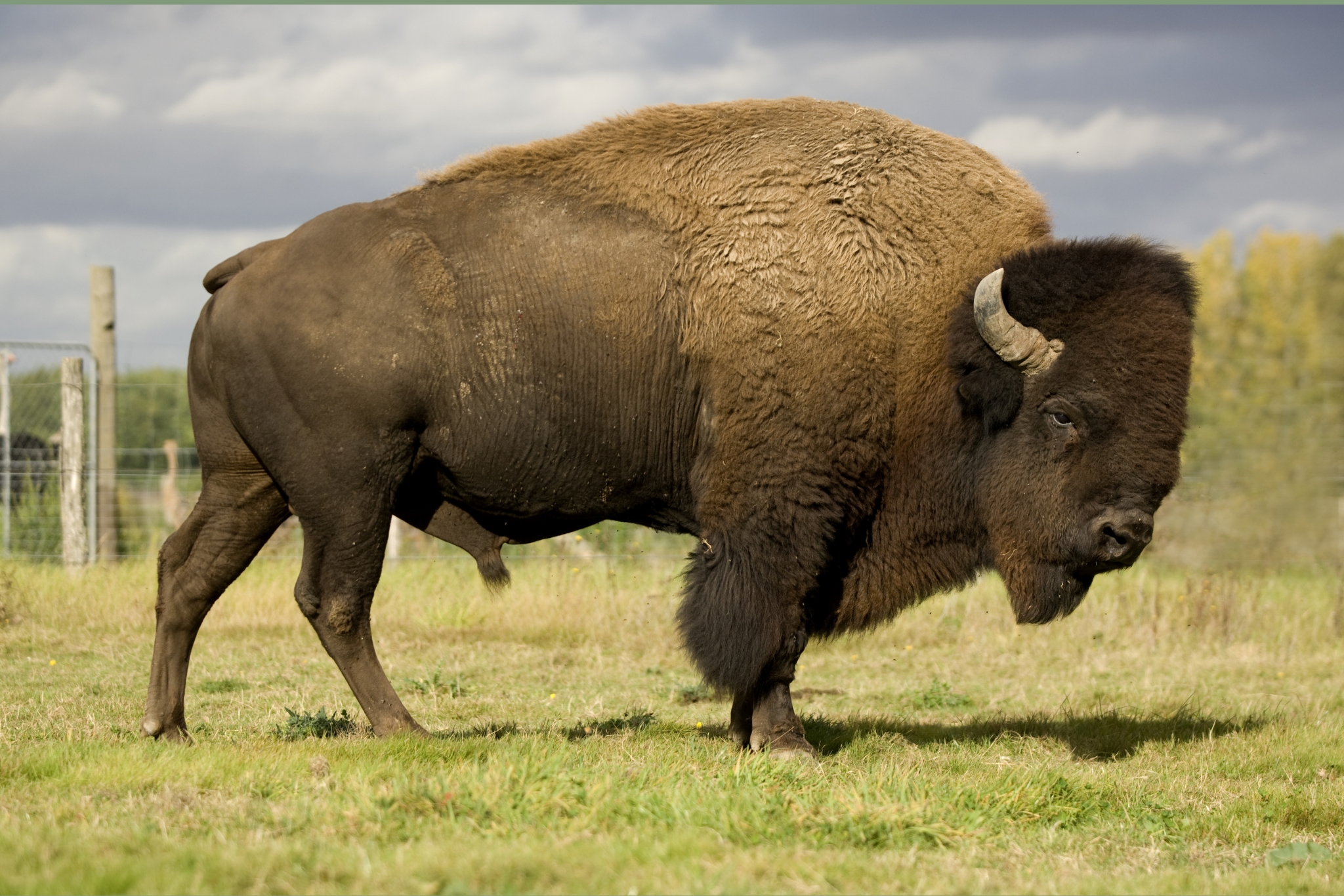 10 Expert Tips for Raising Buffalo (From People Who've Done It)