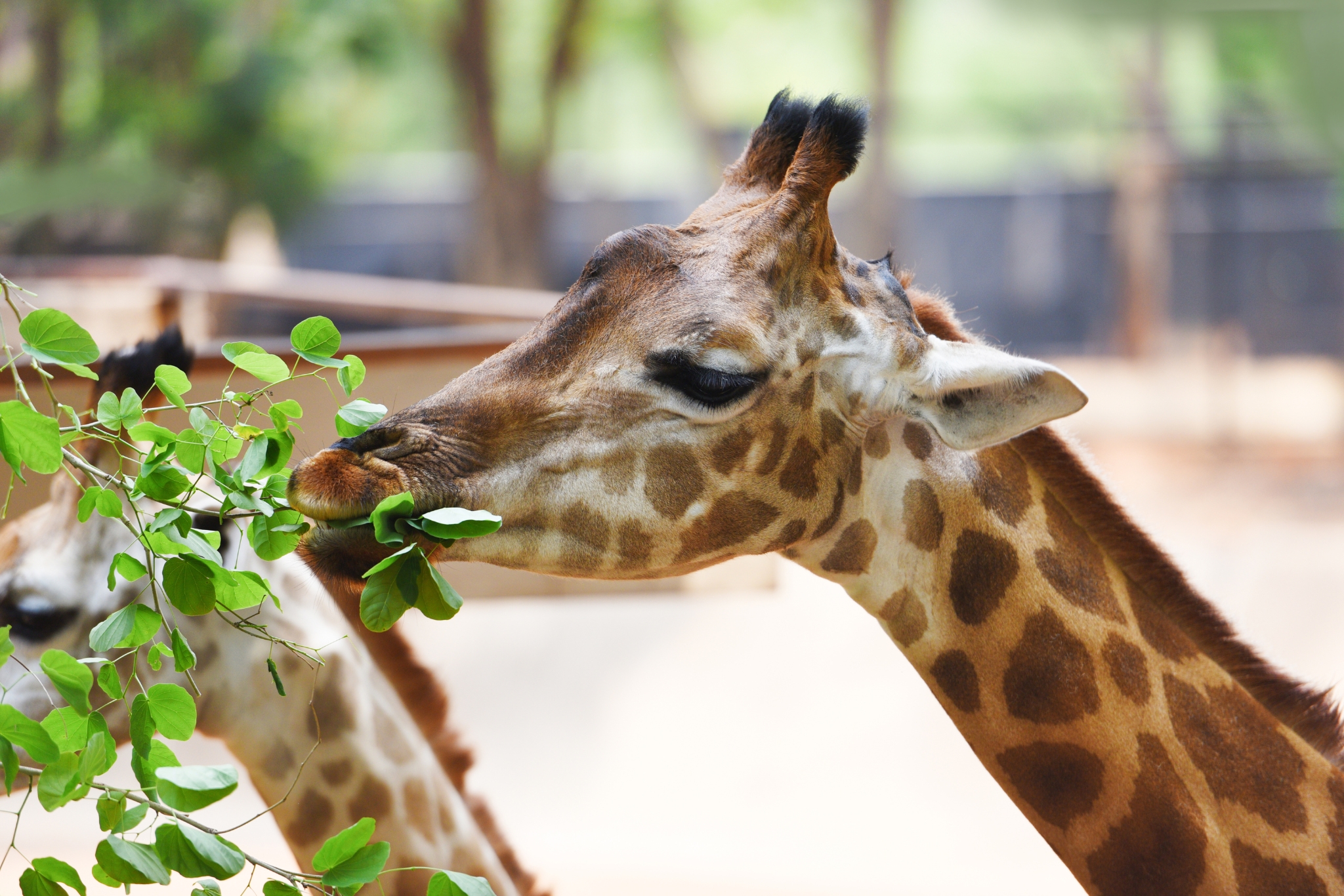 Can You Have a Pet Giraffe? The Honest Reality of Giraffes in Captivity