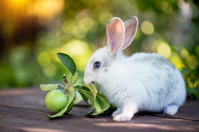 The Best Fruits for Pet Rabbits (And How Much Is Safe to Feed)