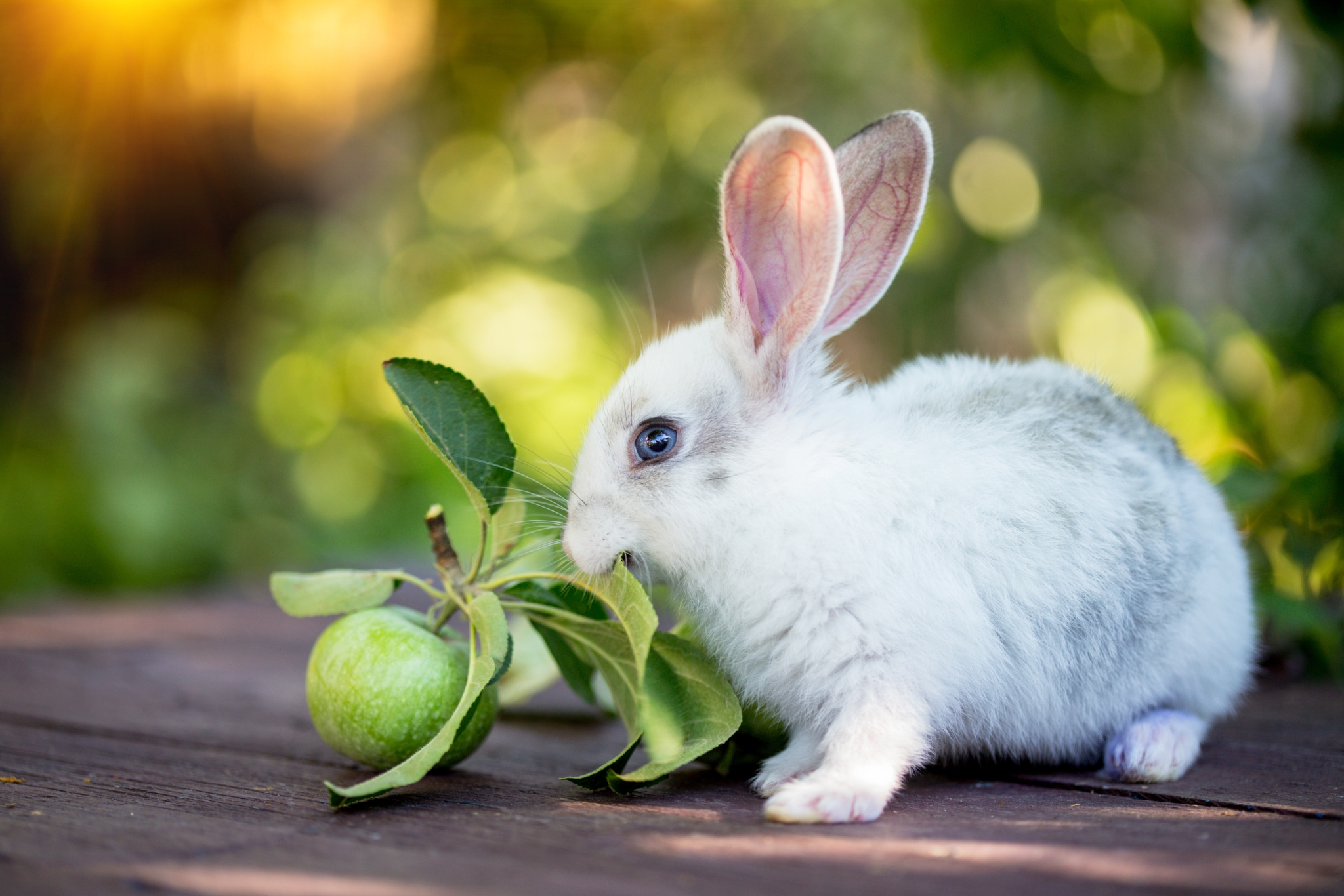 The Best Fruits for Pet Rabbits (And How Much Is Safe to Feed)
