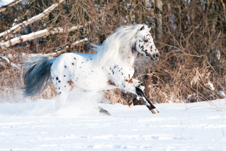 Meet the Falabella Horse: The World's Smallest Colorful Horse Breed You Need to Know