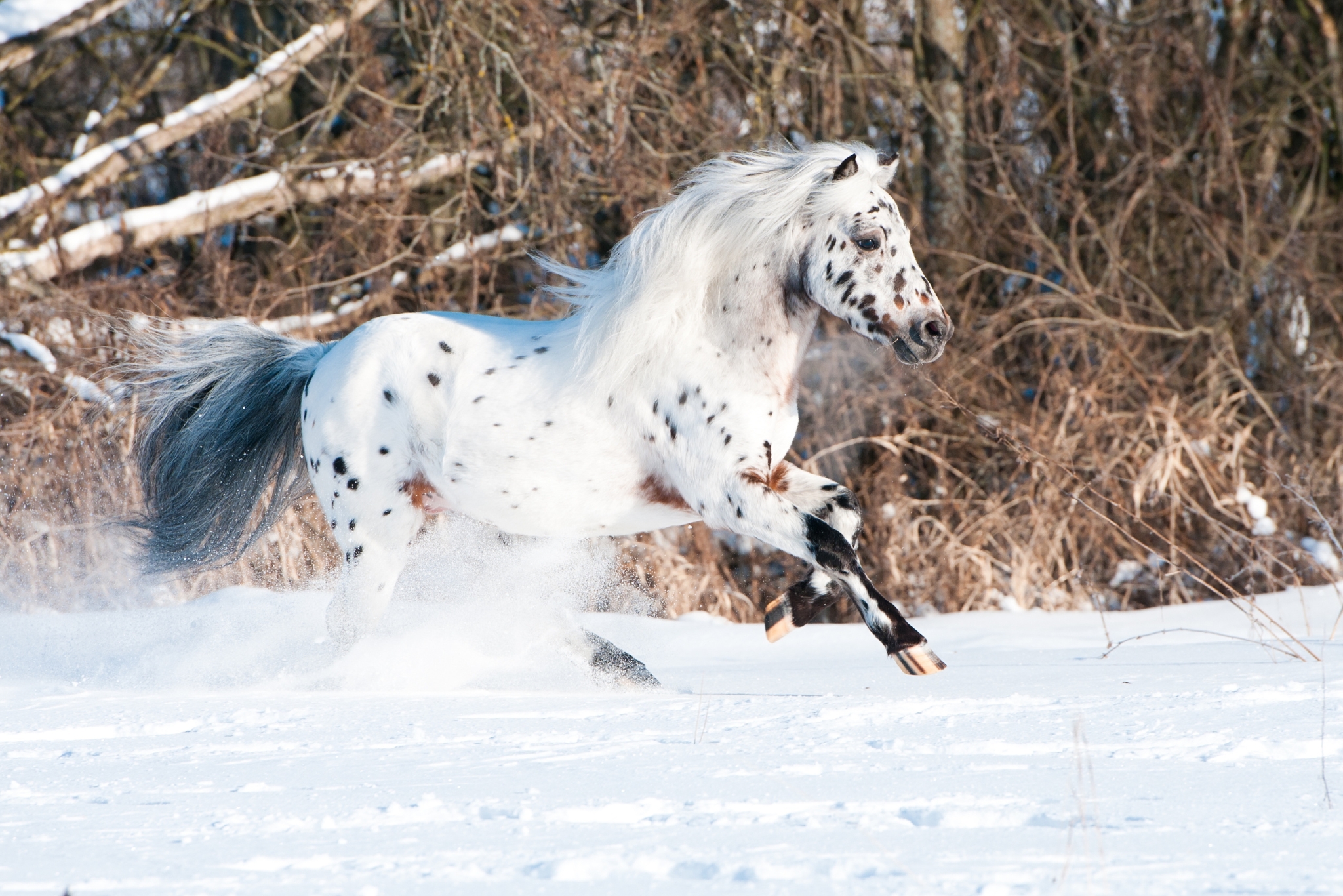 Meet the Falabella Horse: The World's Smallest Colorful Horse Breed You Need to Know