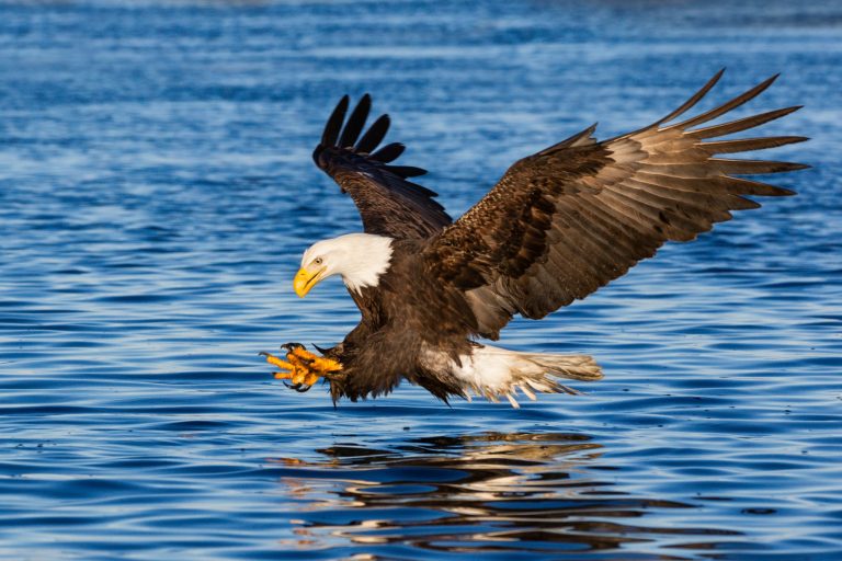 Oklahoma Wildlife: 9 Incredible Animals You Need to See