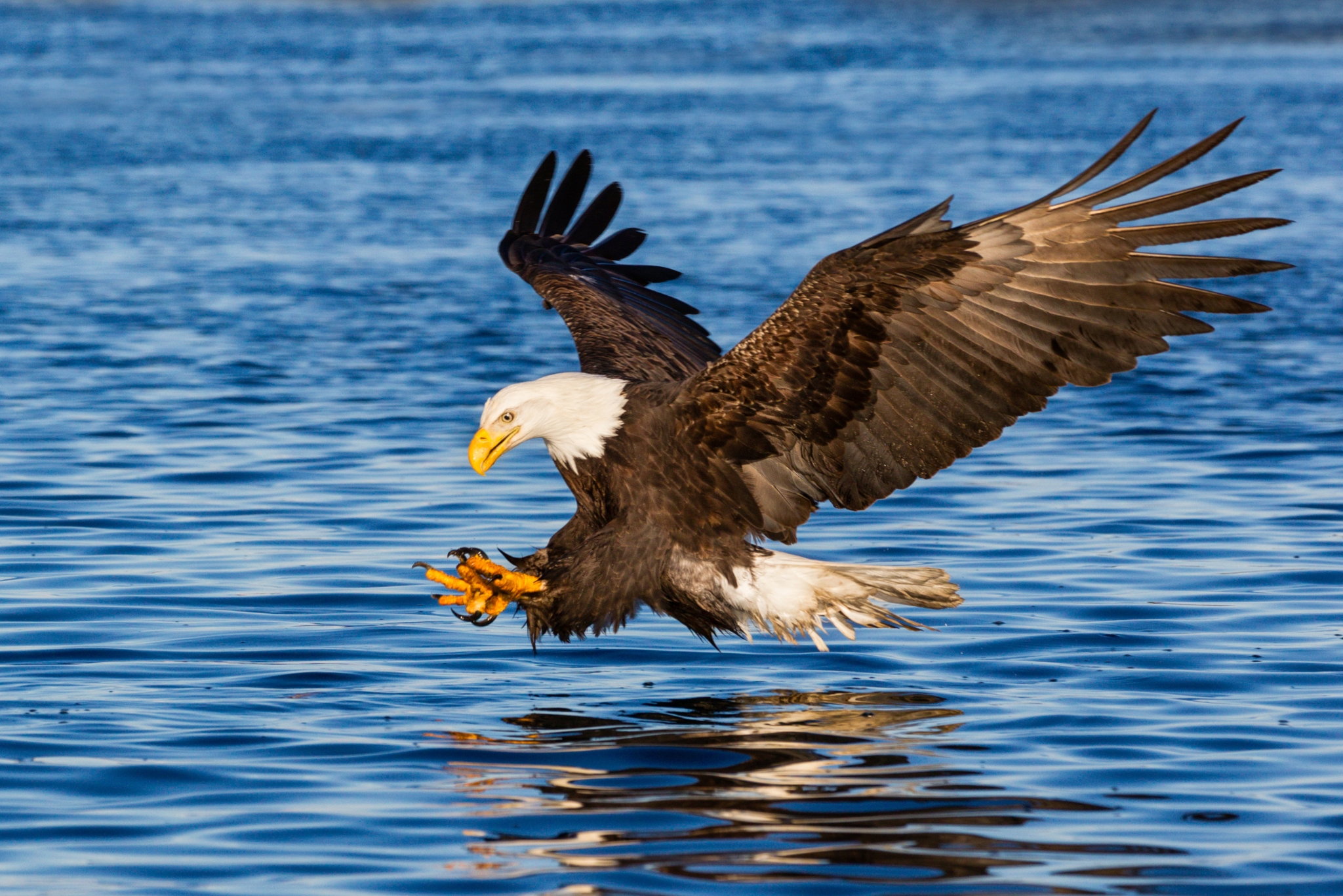 Oklahoma Wildlife: 9 Incredible Animals You Need to See