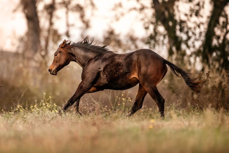 Pink Buckle vs. Ruby Buckle: Everything You Need to Know About Barrel Racing's Biggest Events