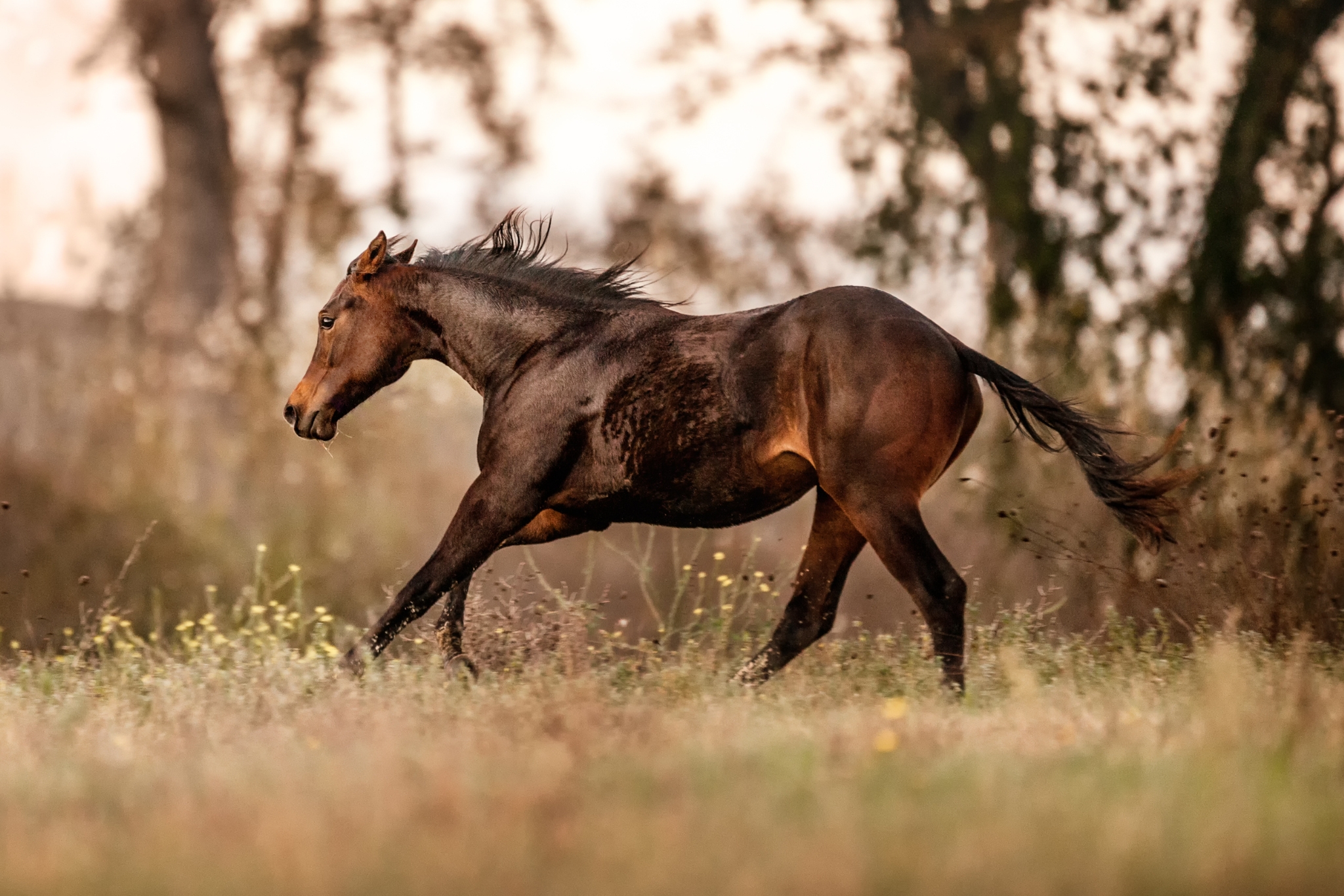 Pink Buckle vs. Ruby Buckle: Everything You Need to Know About Barrel Racing's Biggest Events