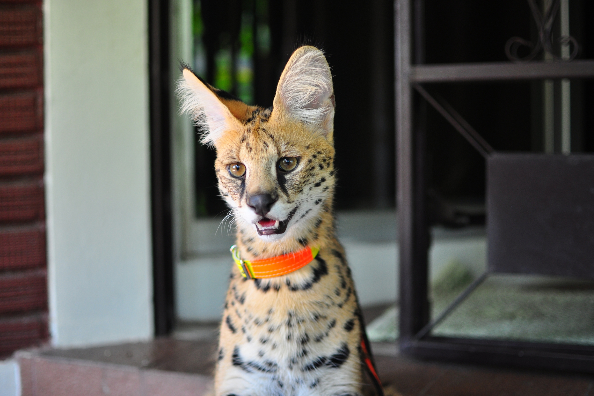 Do Servals Need Supplements? What Exotic Cat Owners Should Know