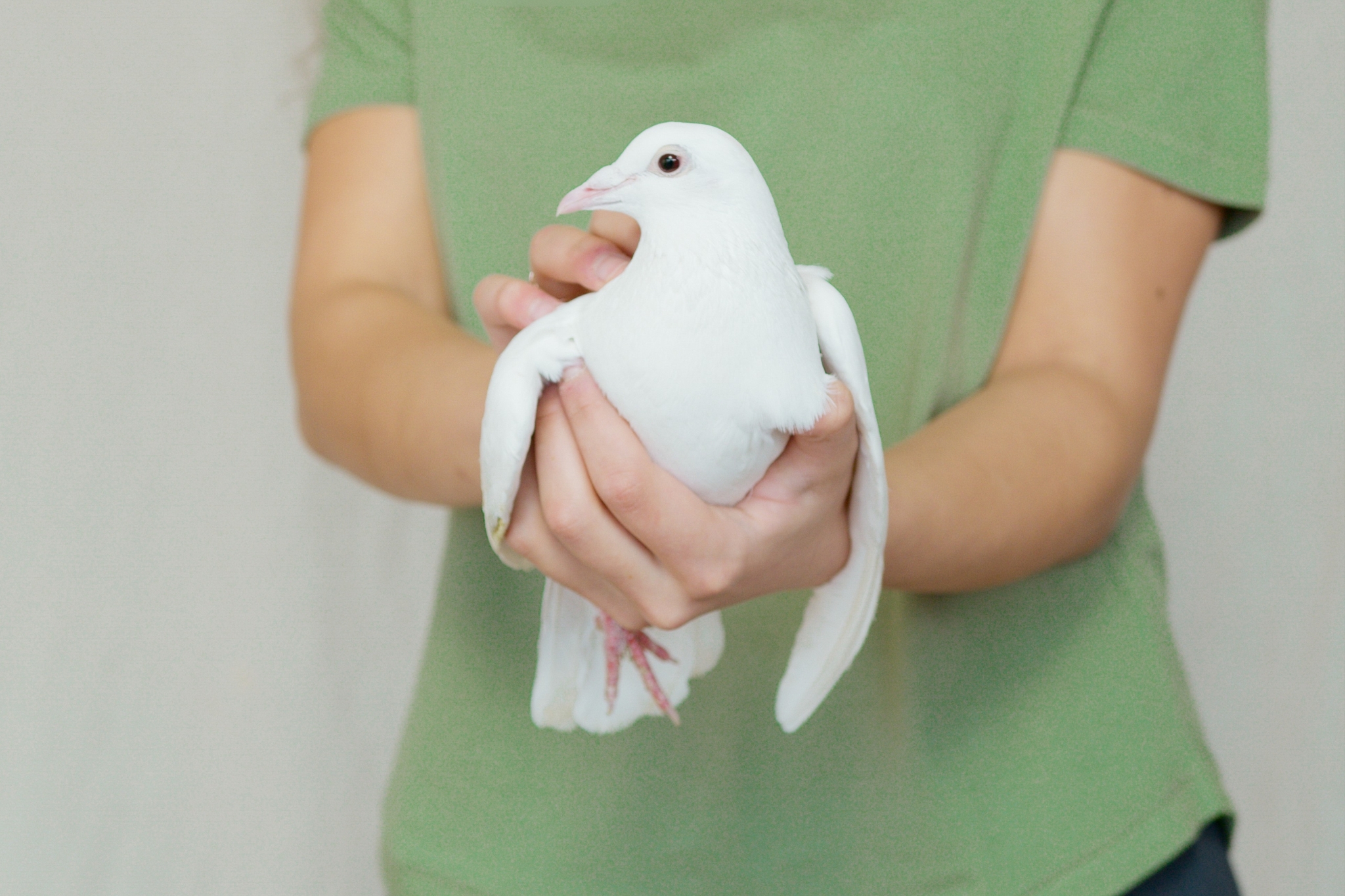 Doves as Pets: The Underrated Bird With a 2,000 Year History and a Lot of Secrets