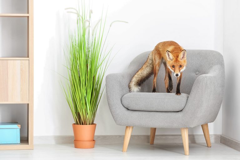 Happy Pet Fox: 10 Signs You're Doing It Right & Expert Tips for Better Fox Welfare