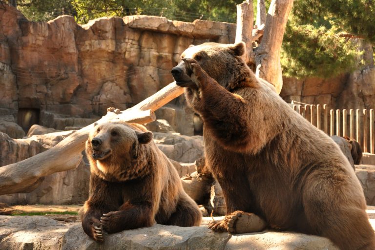 Can You Have a Pet Bear? Everything You Need to Know