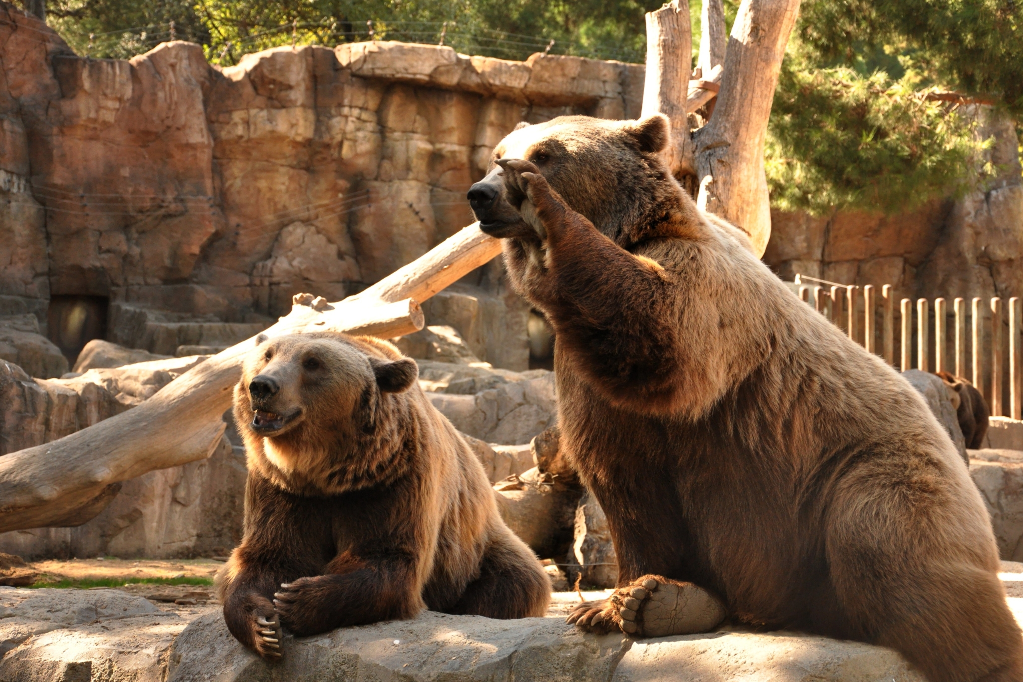 Can You Have a Pet Bear? Everything You Need to Know