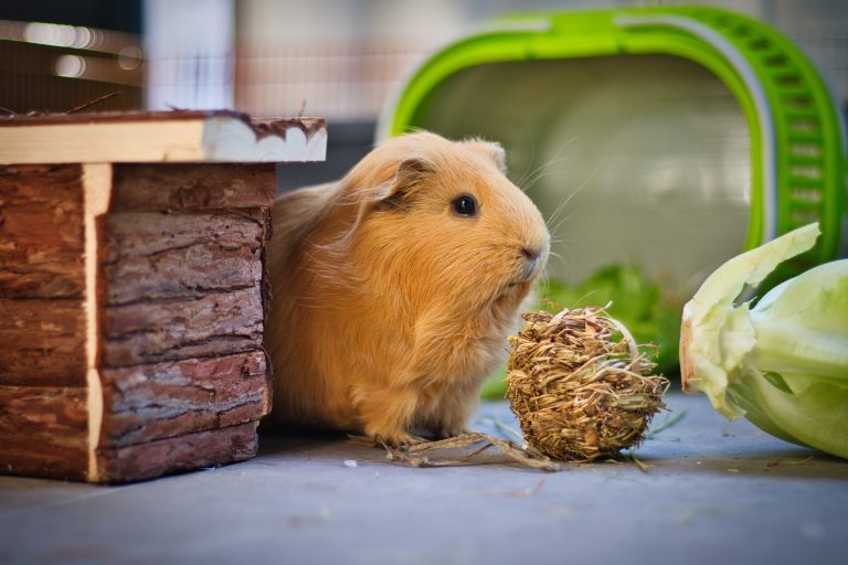 Guinea Pig Enrichment Made Easy: 10+ Fun Ideas Your Fluffball Will Absolutely Love