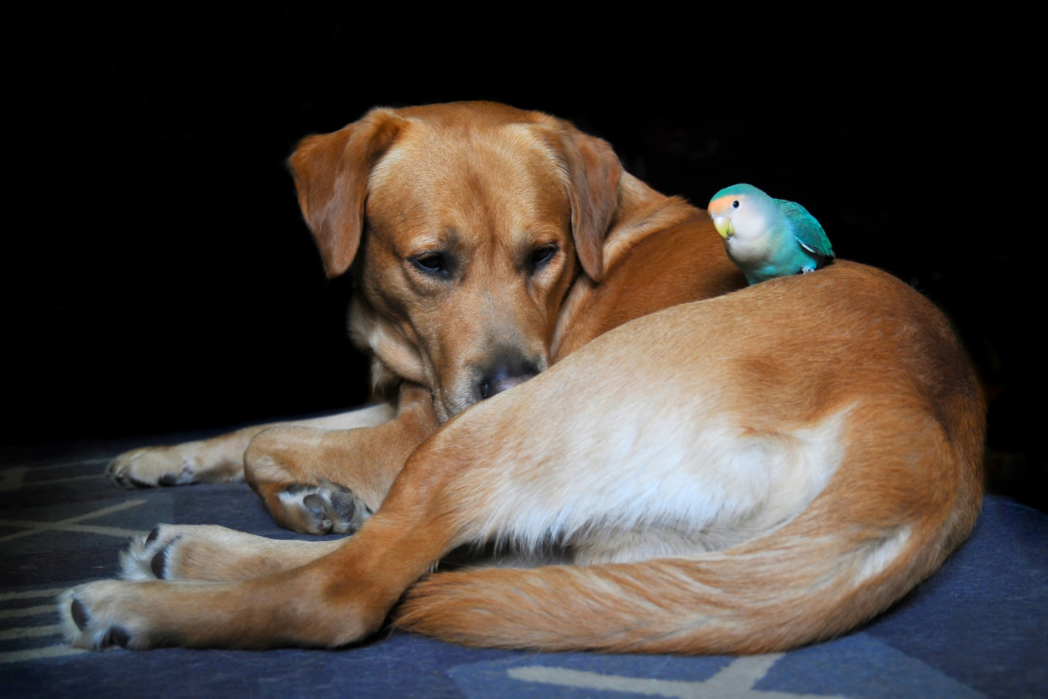 Feathers Meet Fur: The Pet Parent's Guide to Parrots and Dogs Living in Harmony