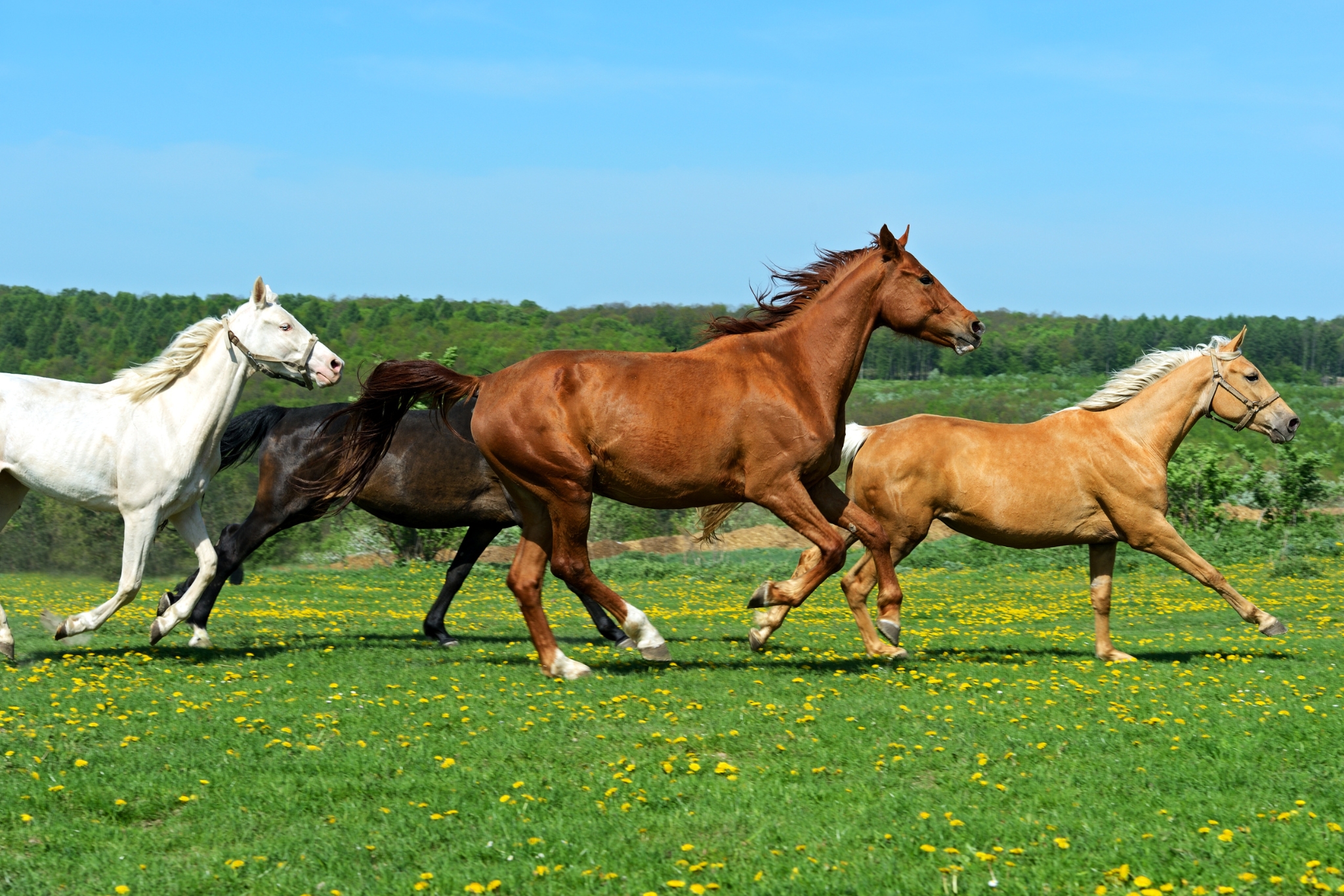 How to Introduce Horses to Each Other for the First Time (The Right Way!)
