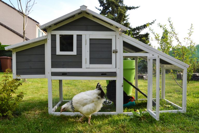 How to Choose the Best Chicken Coop: Everything You Need to Know Before You Buy