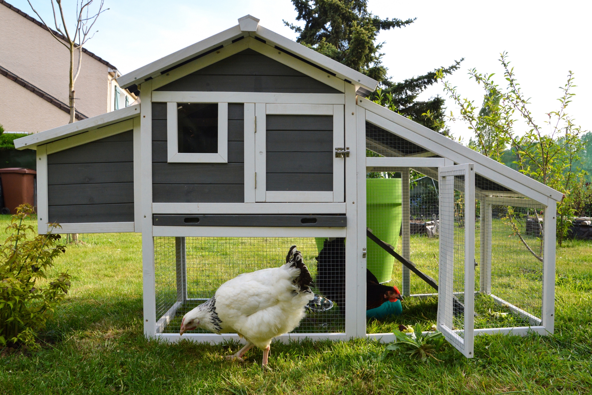 How to Choose the Best Chicken Coop: Everything You Need to Know Before You Buy