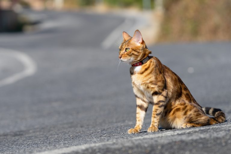 Should You Let Your Bengal Cat Go Outside? Experts Weigh the Pros and Cons on Cat Safety
