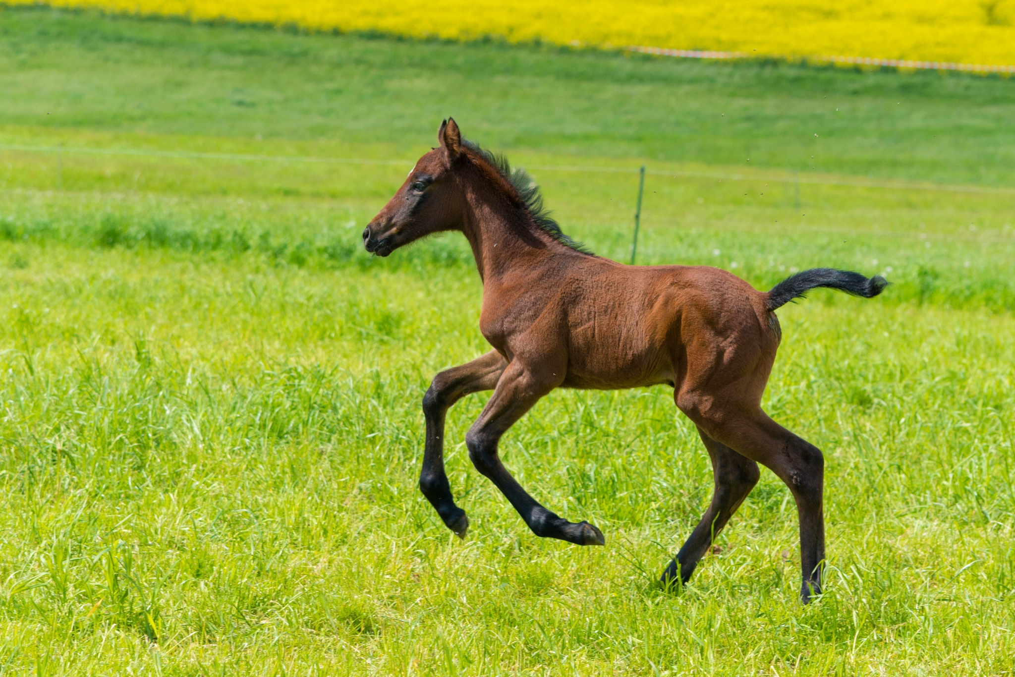 When Joints Misbehave: A Foal Owner's Guide to OCD