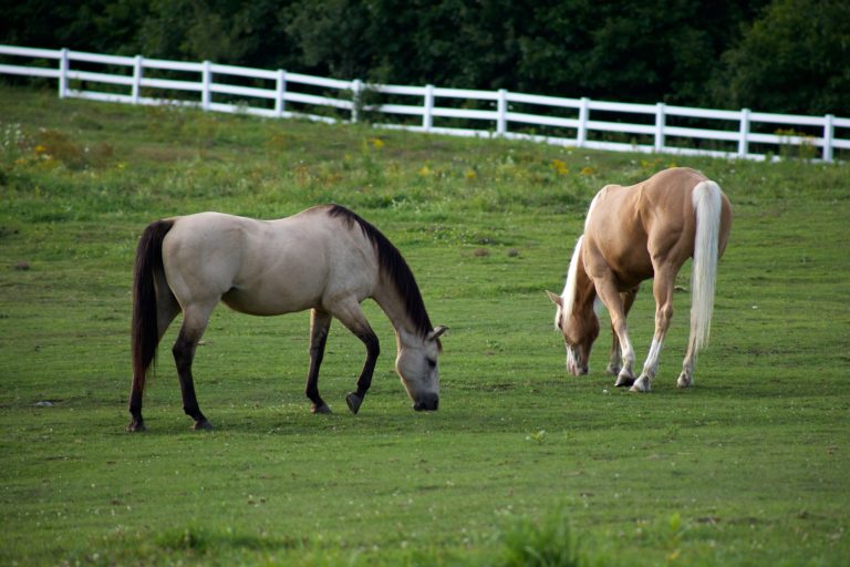 The Uninvited Guest at the Barn: What Every Equestrian Needs to Know About Horse Shingles