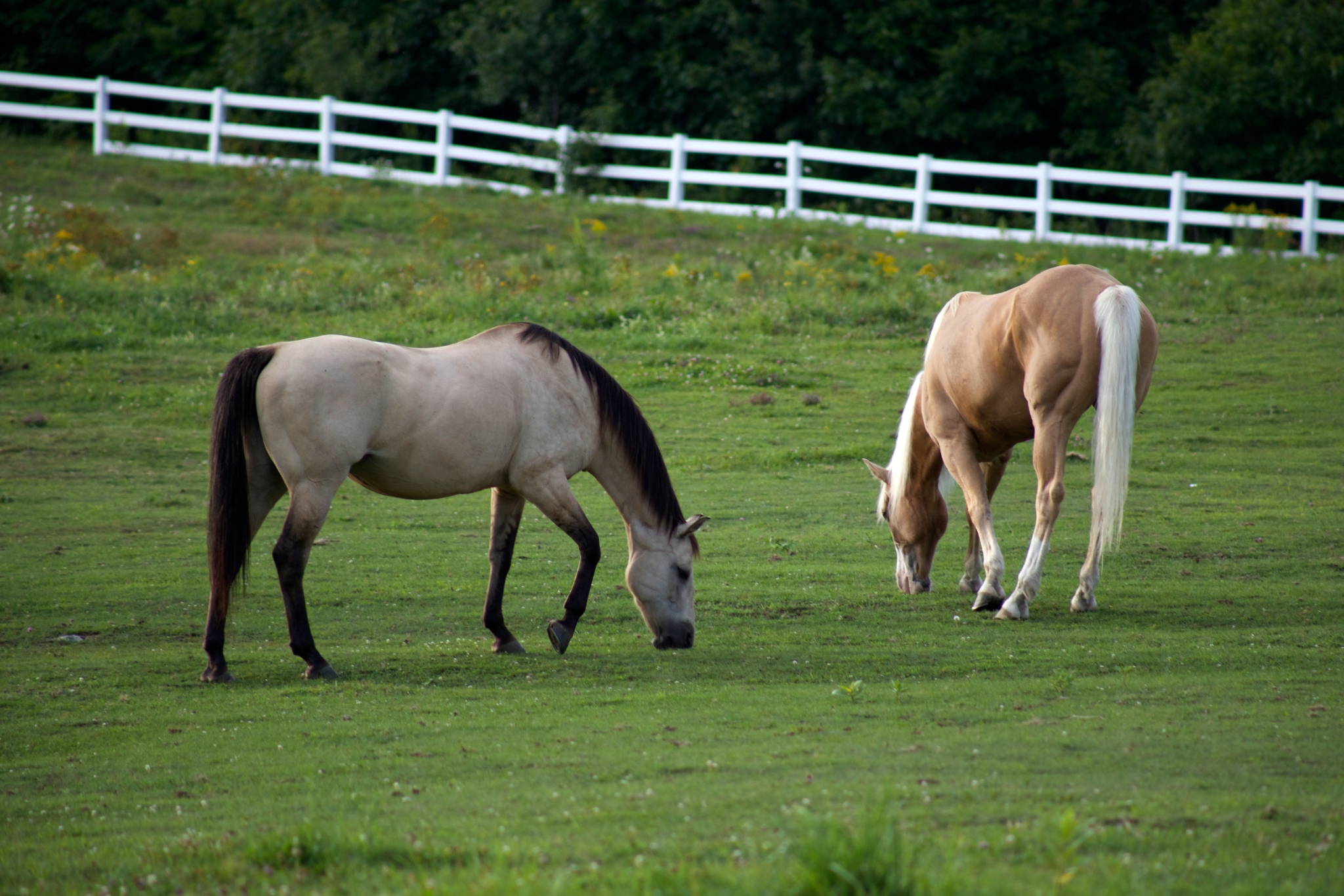 The Uninvited Guest at the Barn: What Every Equestrian Needs to Know About Horse Shingles