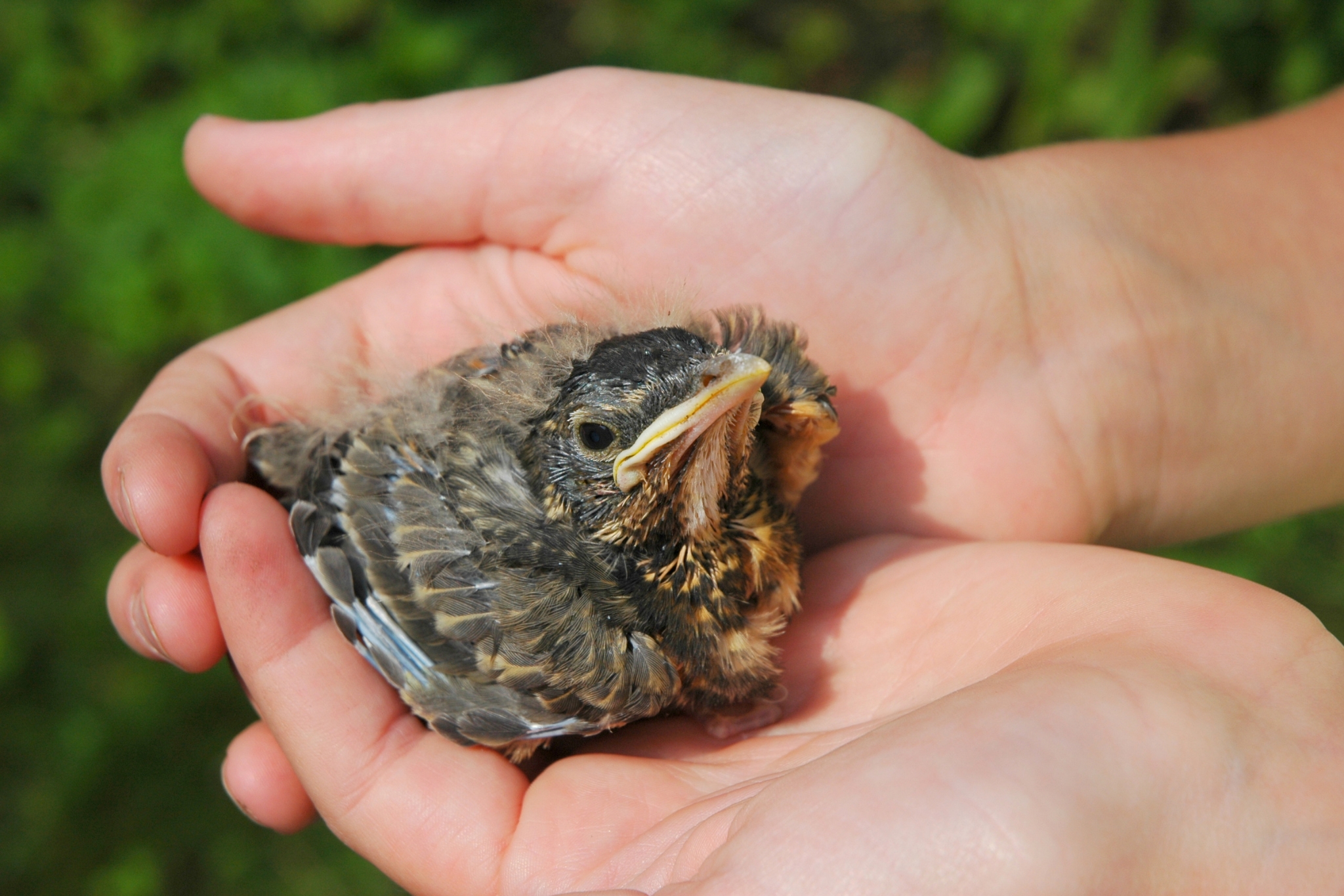 Oh No, A Baby Bird! Here's Exactly What to Do (And What Not to Do)
