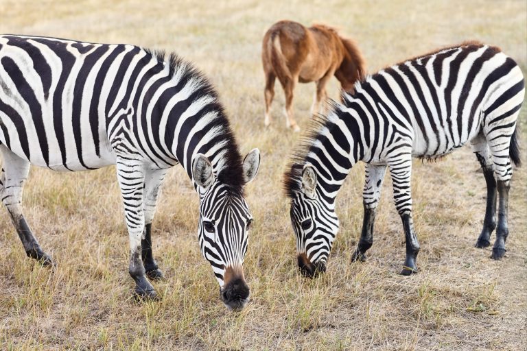How to Socialize Your Pet Zebra: Bonding Tips That Actually Work