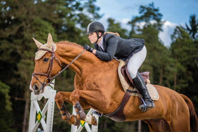 From Lanaken to the Olympics: The Rise of the Zangersheide Sport Horse