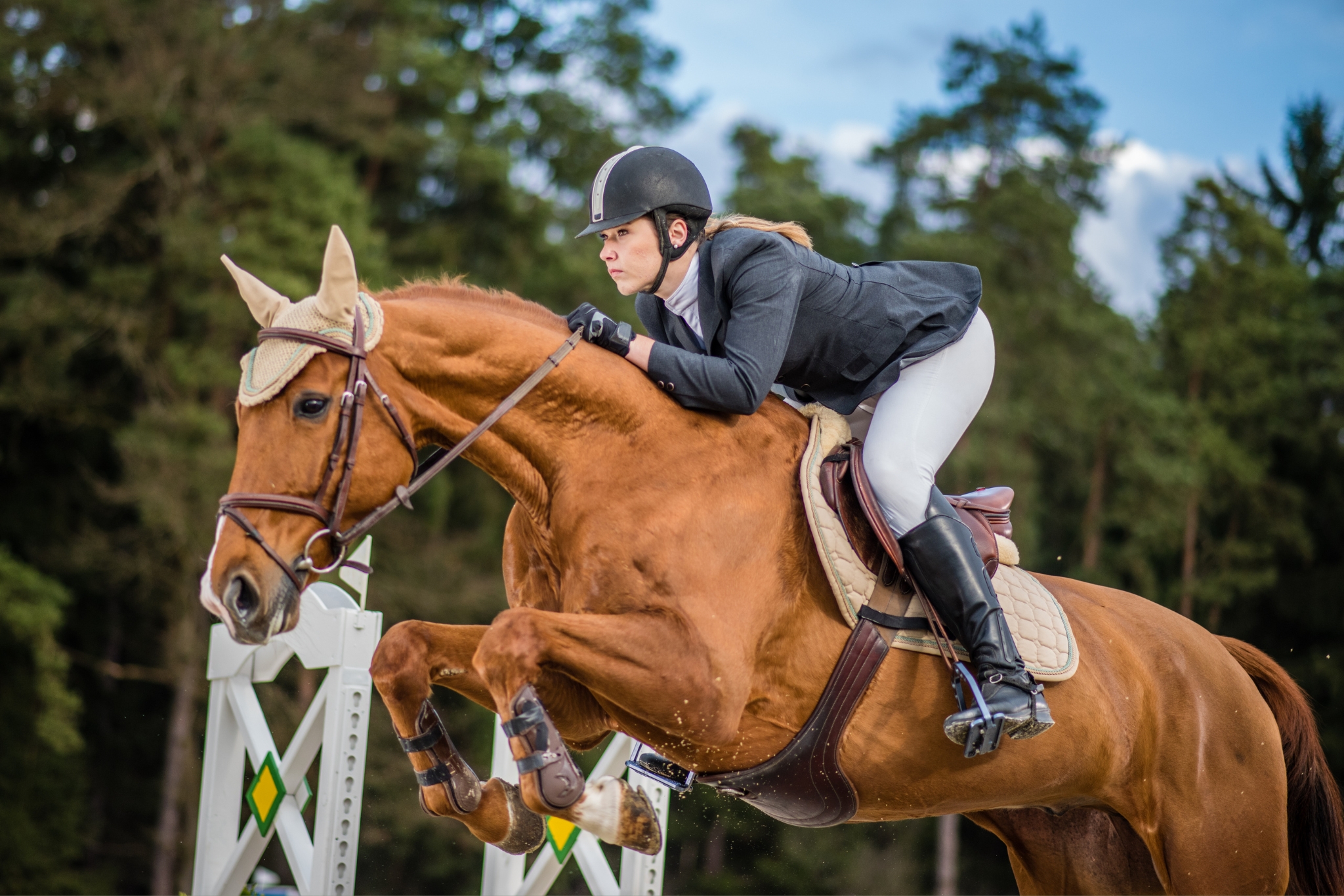 From Lanaken to the Olympics: The Rise of the Zangersheide Sport Horse