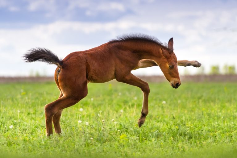 Foaling Prep: Everything You Need to Know Before Your Mare Delivers