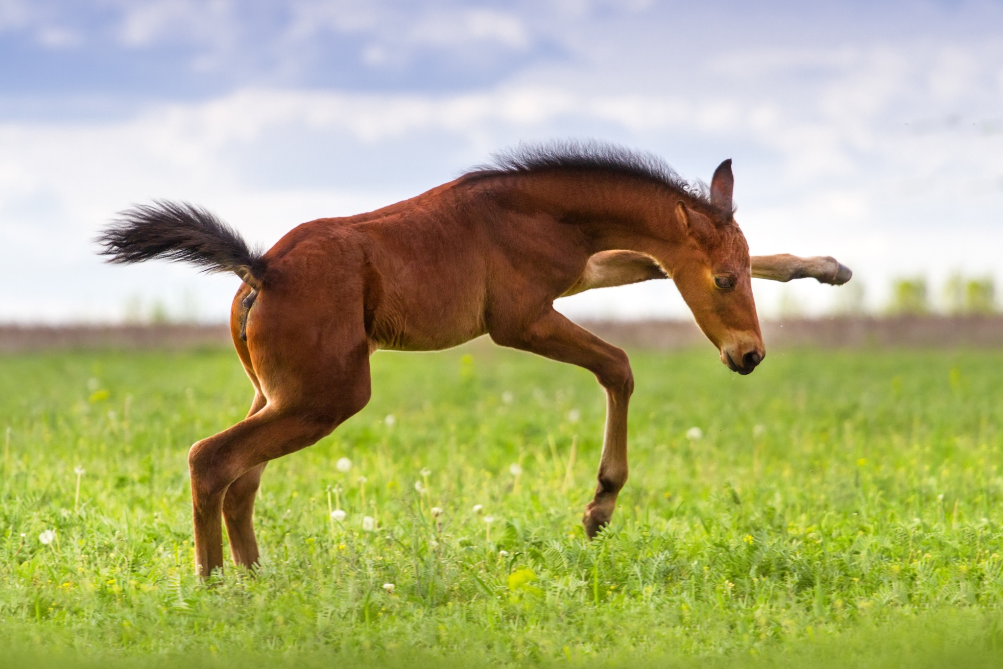 Foaling Prep: Everything You Need to Know Before Your Mare Delivers