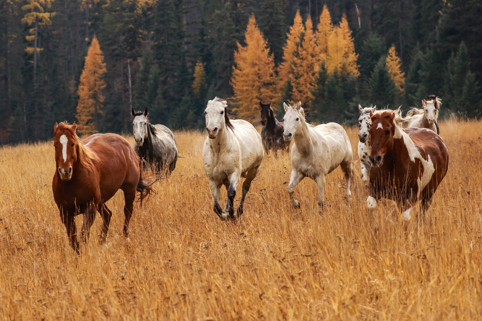 6 Surprising Benefits of Keeping Horses on Your Homestead