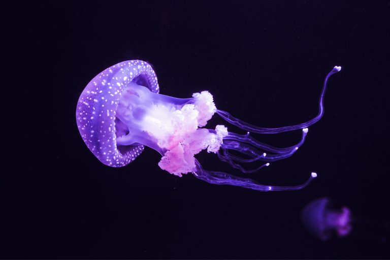 Don't Pee on a Jellyfish Sting—And Other Weird Jellyfish Facts You Didn't Know