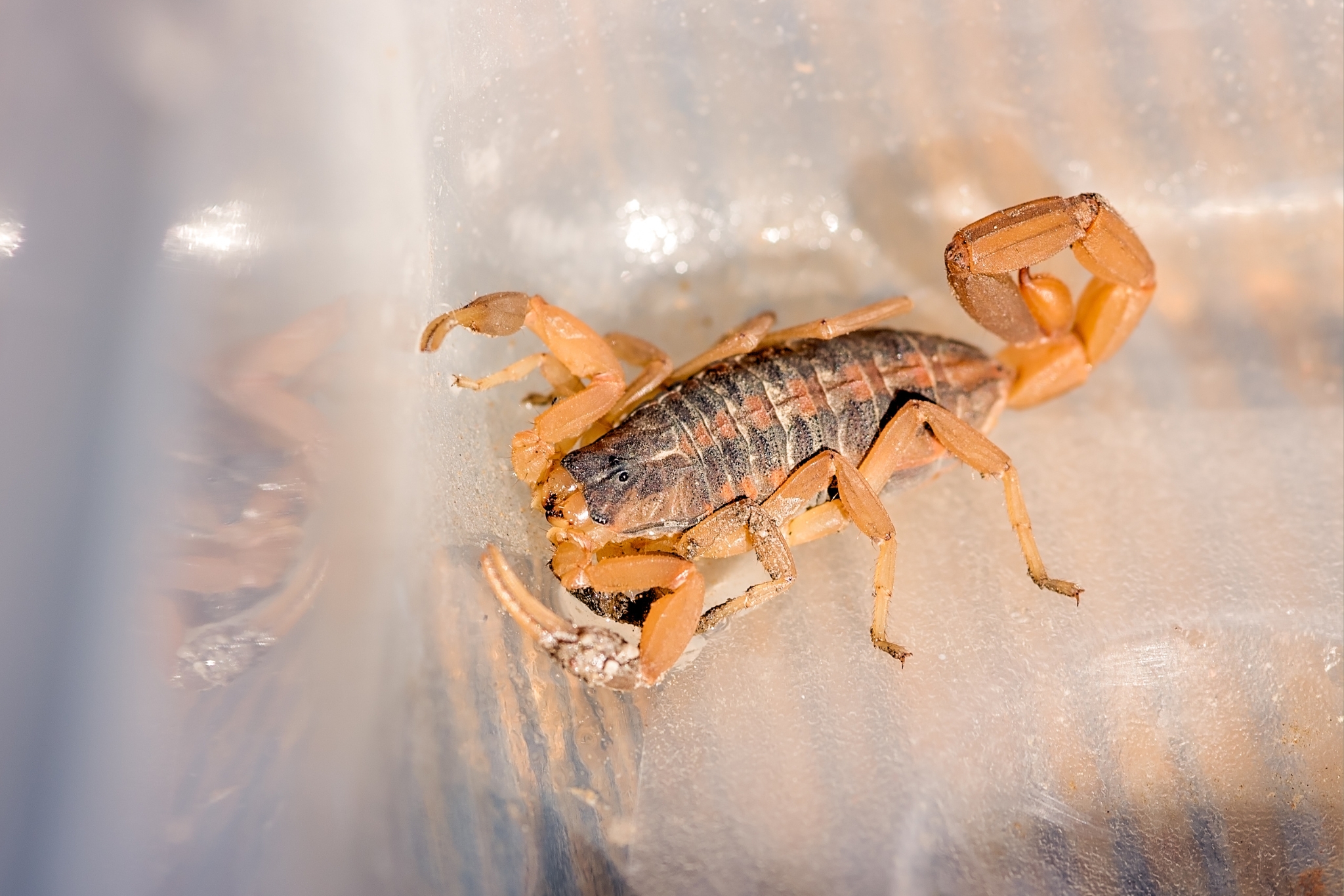 How to Keep Scorpions Out of Your Home in Arizona (And What to Do If They Get In)