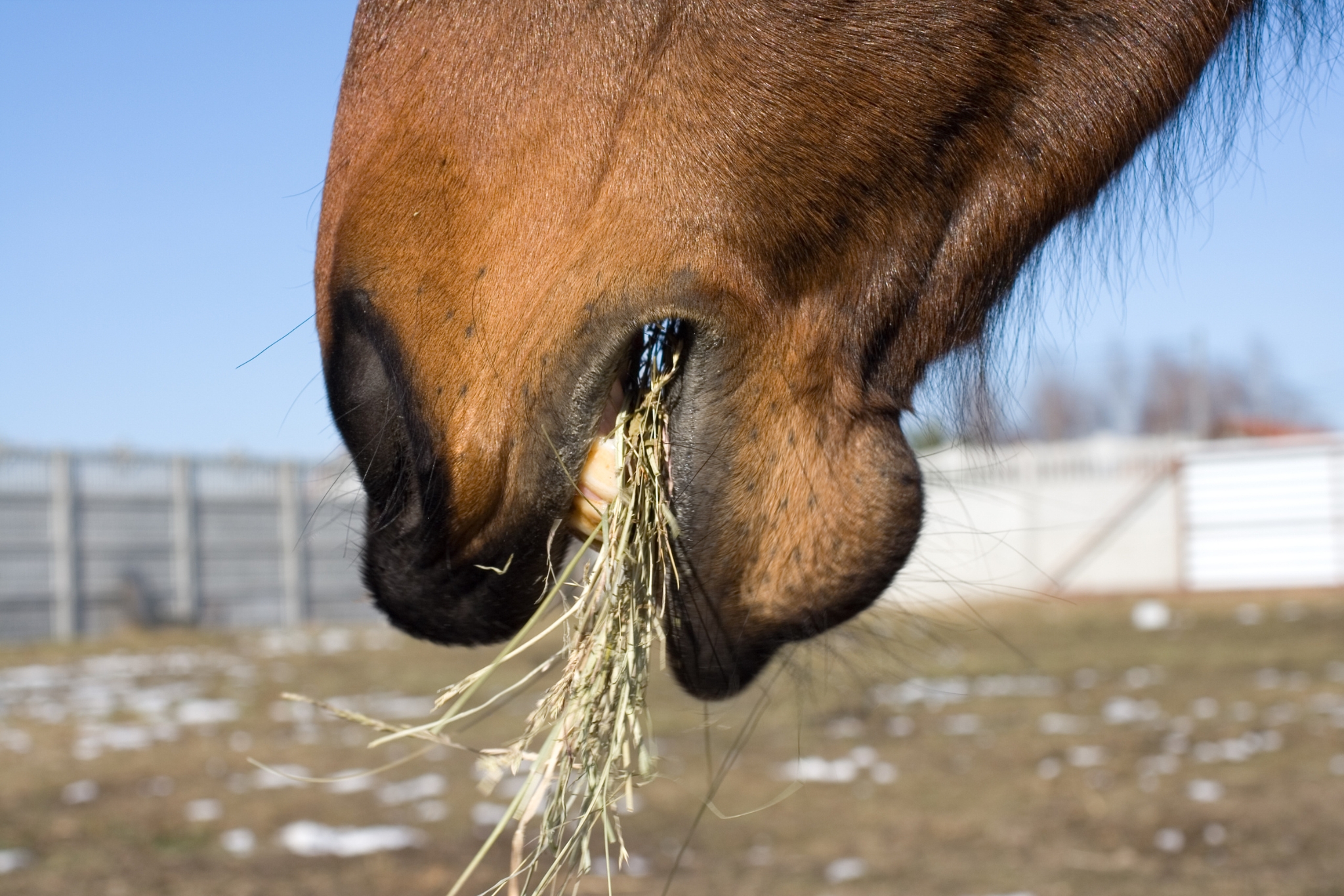 8+ Reasons Your Horse's Hay Should Never Run Out—And the Research to Back It Up