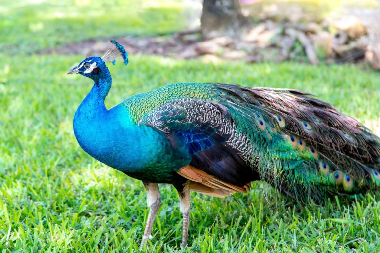10 Peacock Diet Tips Every Peacock Parent Needs to Know